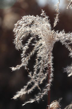 荻花芦苇芦花芦苇荡