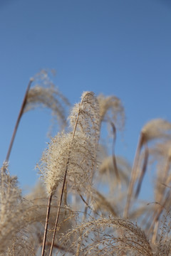 荻花芦苇芦花芦苇荡