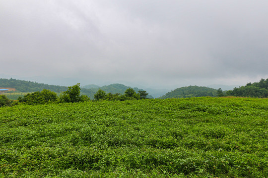 湖北宜恩伍家台村茶山