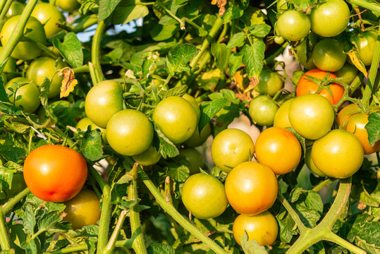 菜园种植中的青红番茄果实