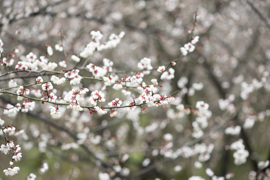 青梅花