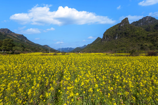 山区油菜花田