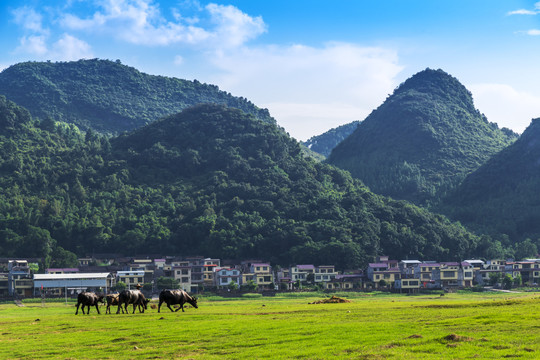 山村放牛