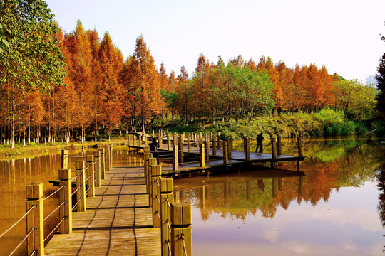 湿地公园秋景