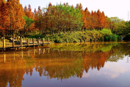 湿地水杉林秋景