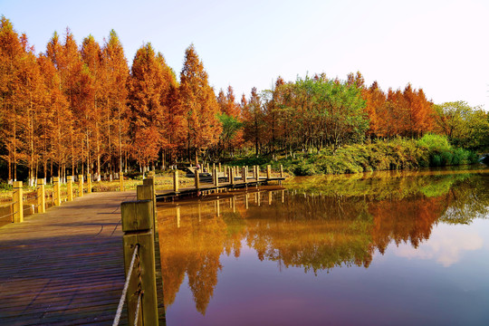 九曲河湿地公园秋景