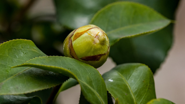 油茶花苞