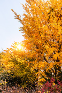 秋天中国辽宁沈阳的银杏树