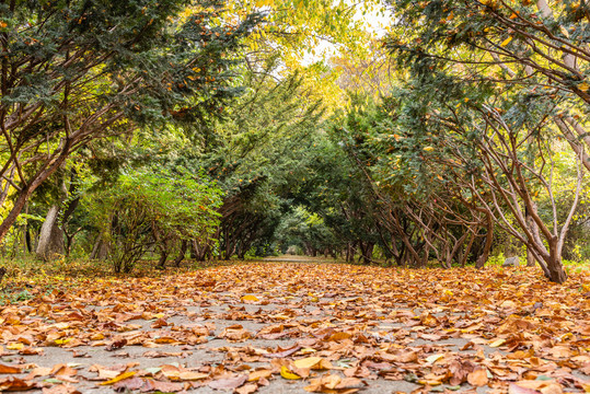 秋天中国沈阳公园的松树林