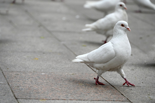 广场地上散步的白鸽