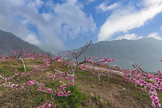 桃花盛开高山蓝天白云金沙江