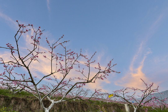 桃花盛开高山蓝天白云