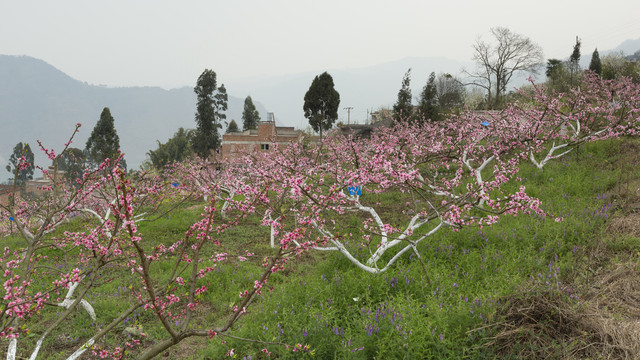 昭通绥江南岸桃花盛开民居