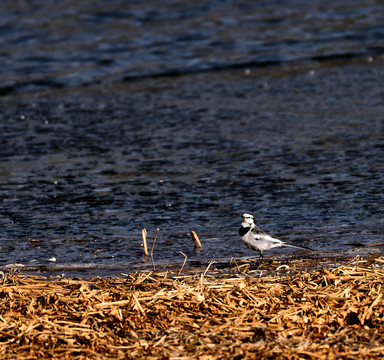 白鹡鸰鸟在水边