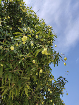芒果树上幼年时期的芒果