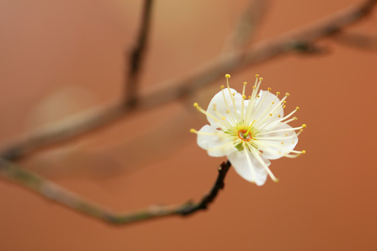 梅花