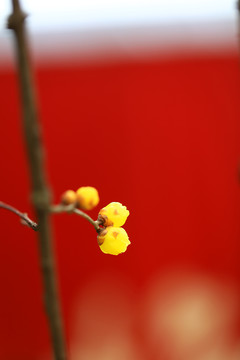 臘梅花