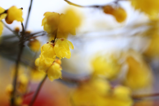 臘梅花