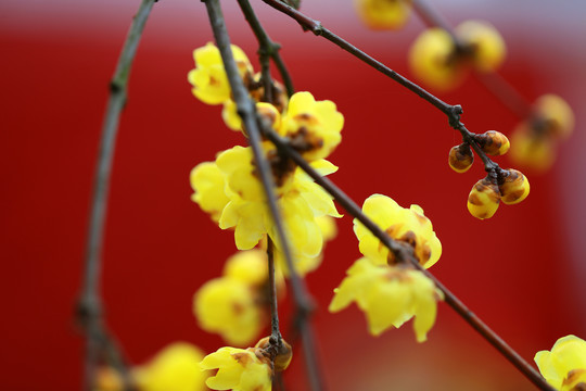 臘梅花