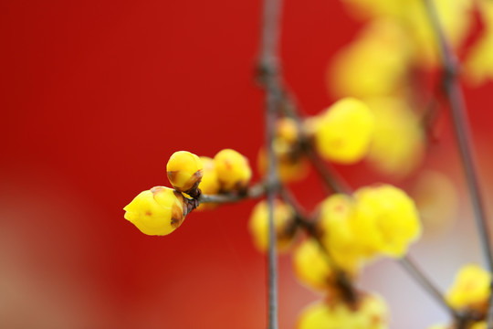 臘梅花
