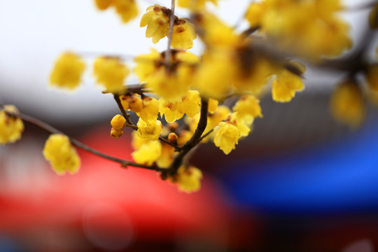 臘梅花