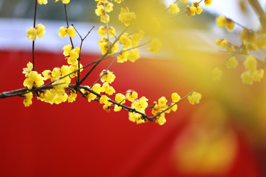 臘梅花