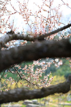 梅花