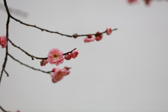 红梅花开