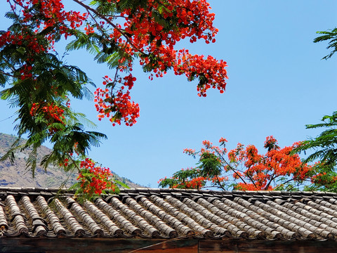 绿汁红花楹小镇凤凰花大道