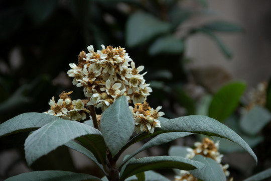 枇杷树的开花期