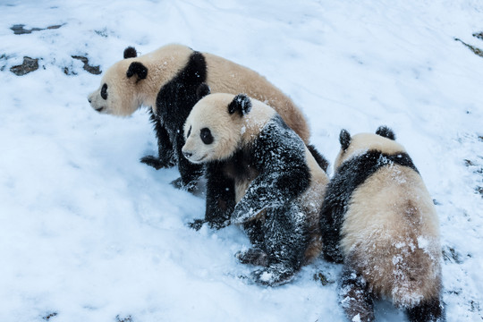 雪地大熊猫