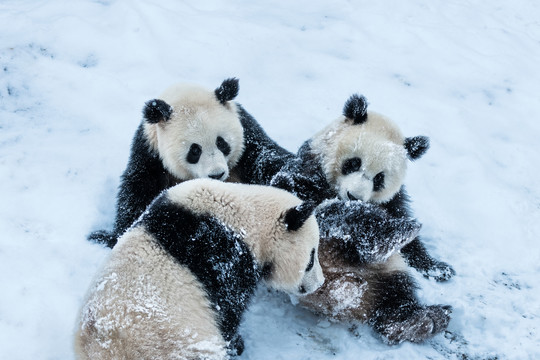 雪地大熊猫