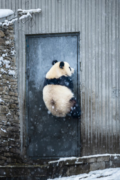 雪地大熊猫