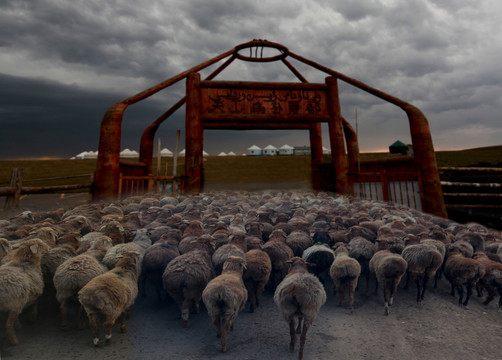 新疆牧羊归来