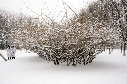 公园雪景