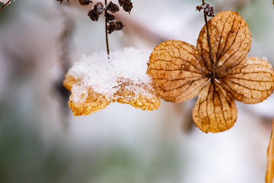 白雪下的花瓣