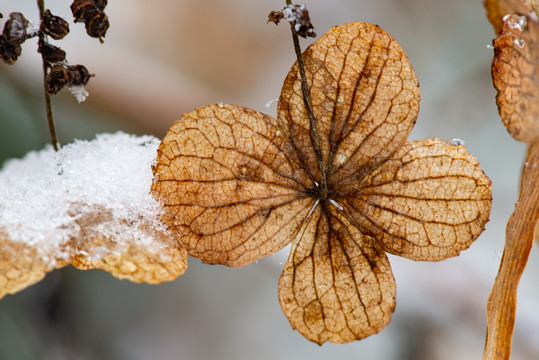 白雪下的花瓣