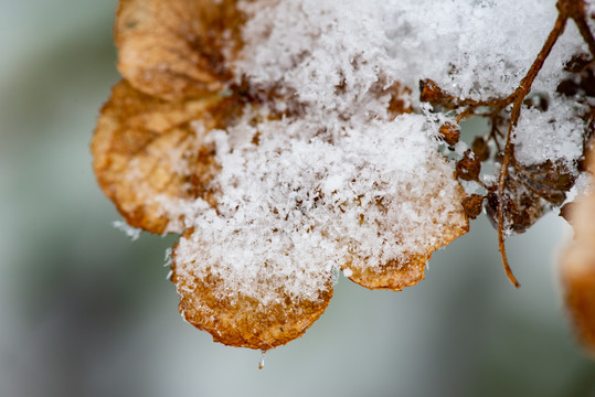 白雪下的花瓣