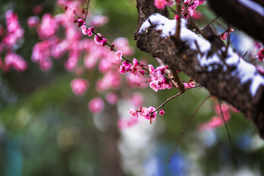 红梅花儿开