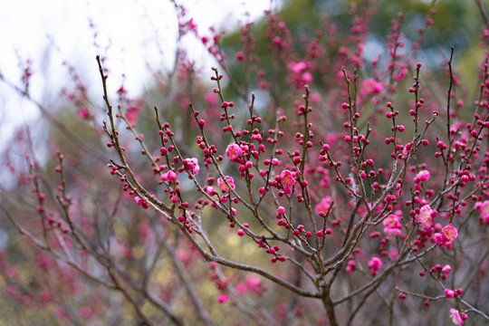 梅花