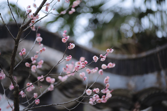 粉色梅花