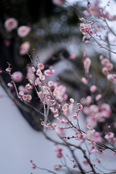 一枝粉色梅花