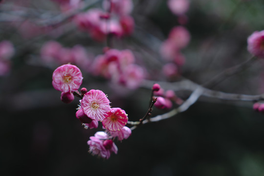 特写微距梅花