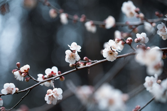 特写梅花