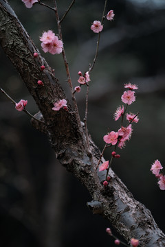 梅花