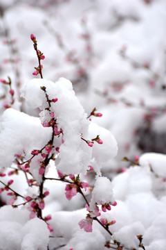 梅花雪