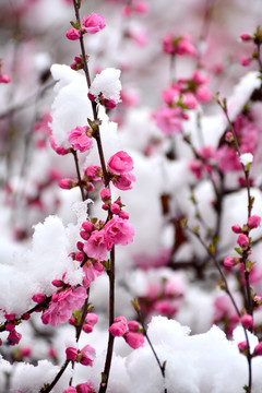 梅花雪