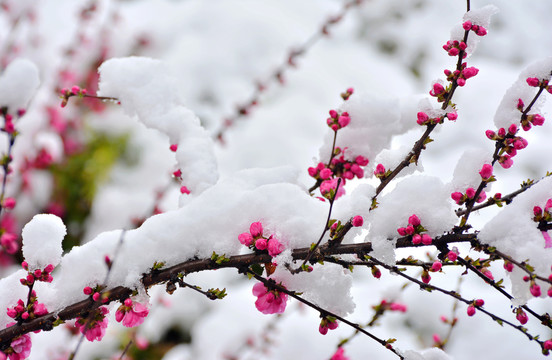 梅花雪