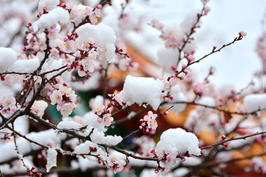 杏花雪