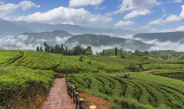 龙华古镇雨后云雾缭绕茶山风光